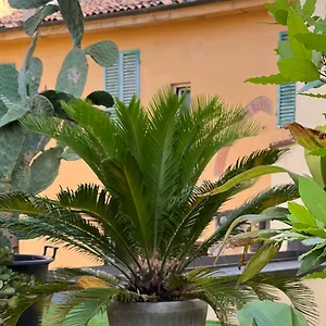 The Jasmine Terrace Retreat Bologna